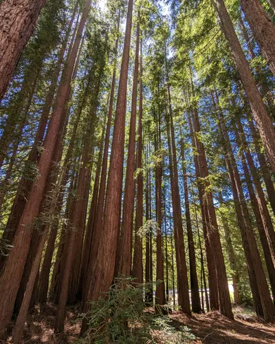 Un bosque de secuoyas visto desde el suelo, con los troncos elevándose hacia un dosel de verde y cielo.